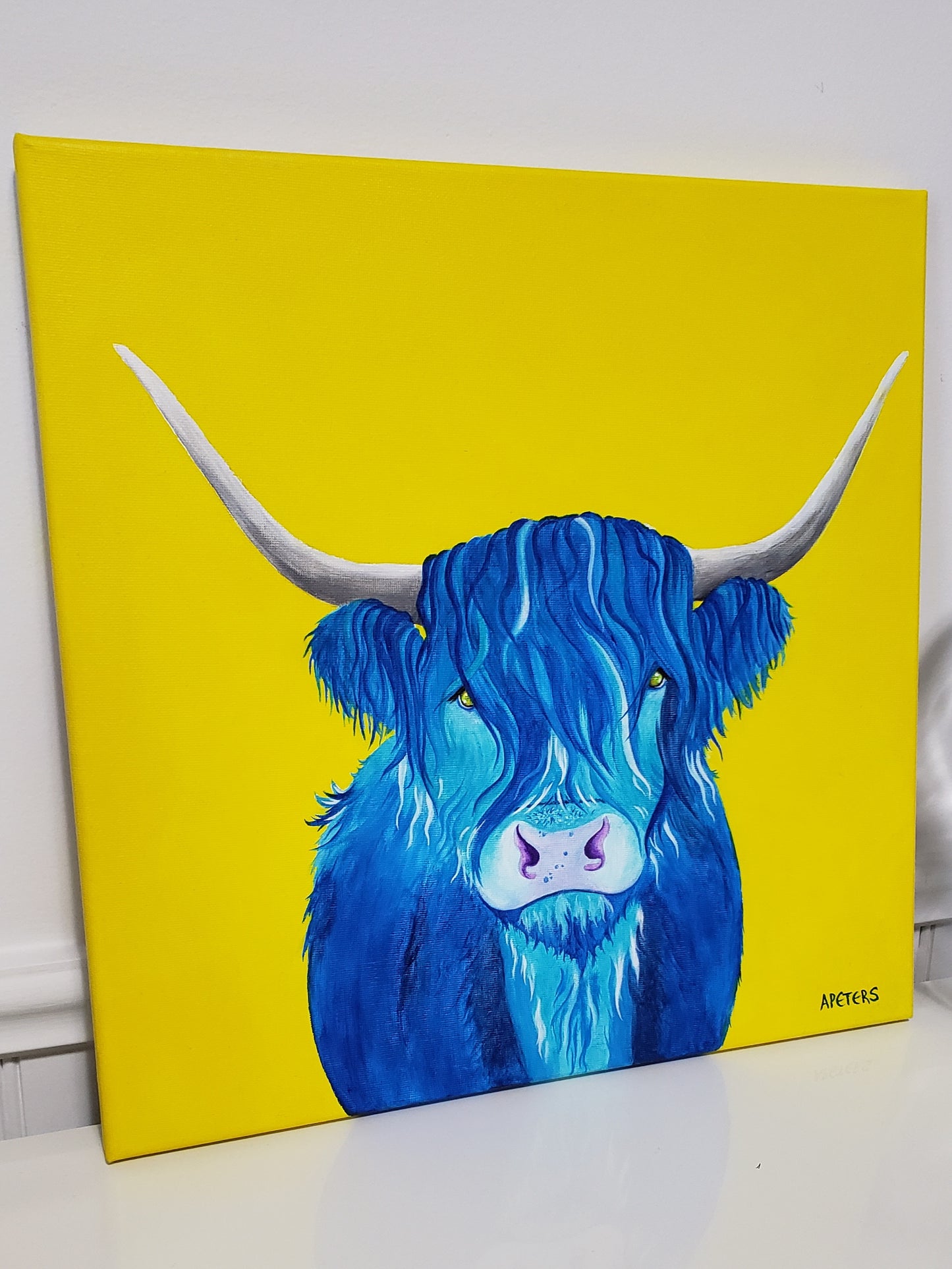 "Blue" Highland Cow