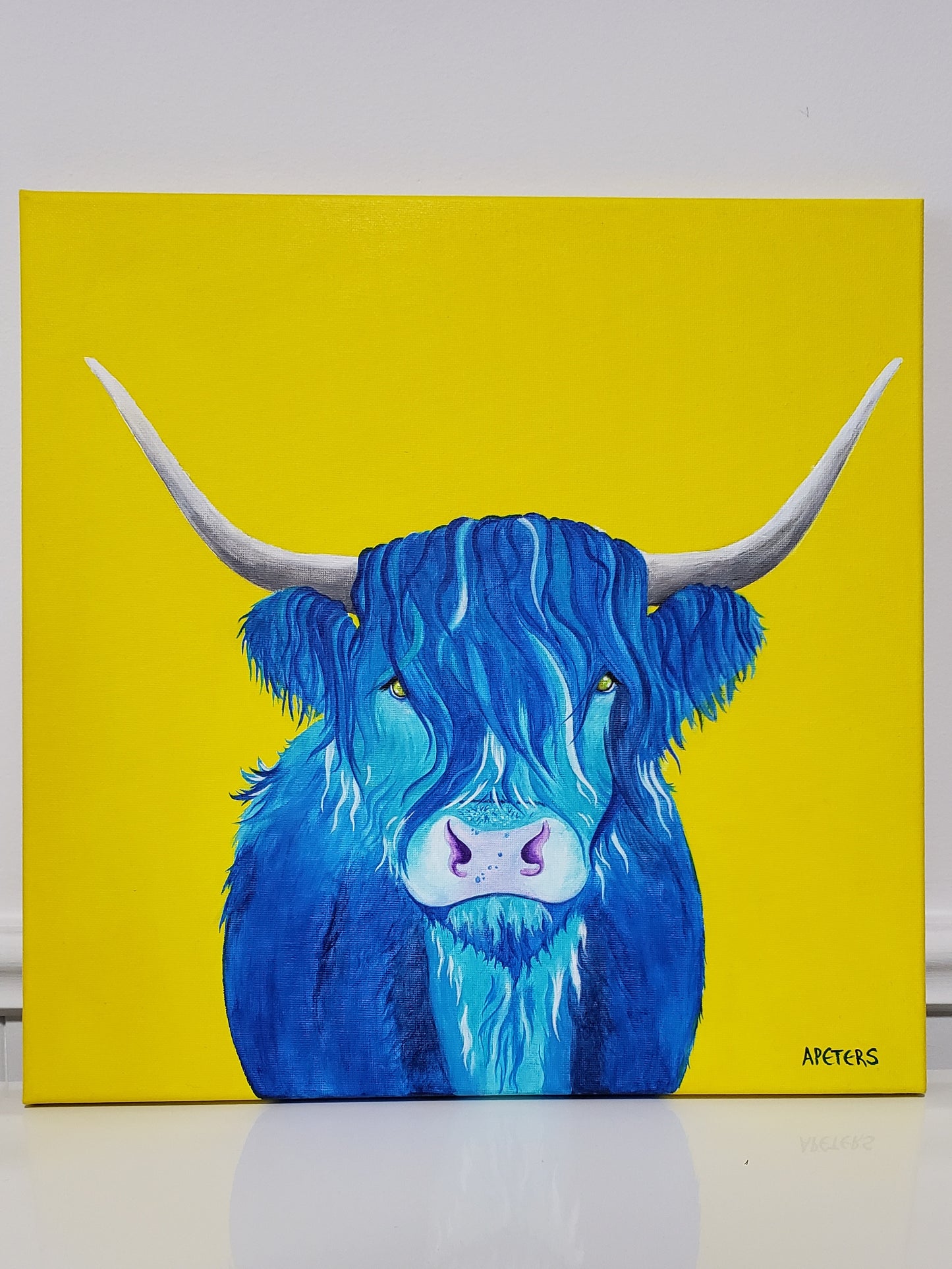 "Blue" Highland Cow