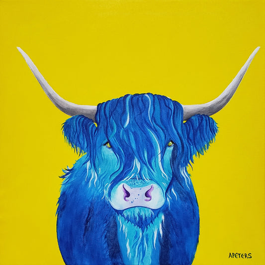 "Blue" Highland Cow