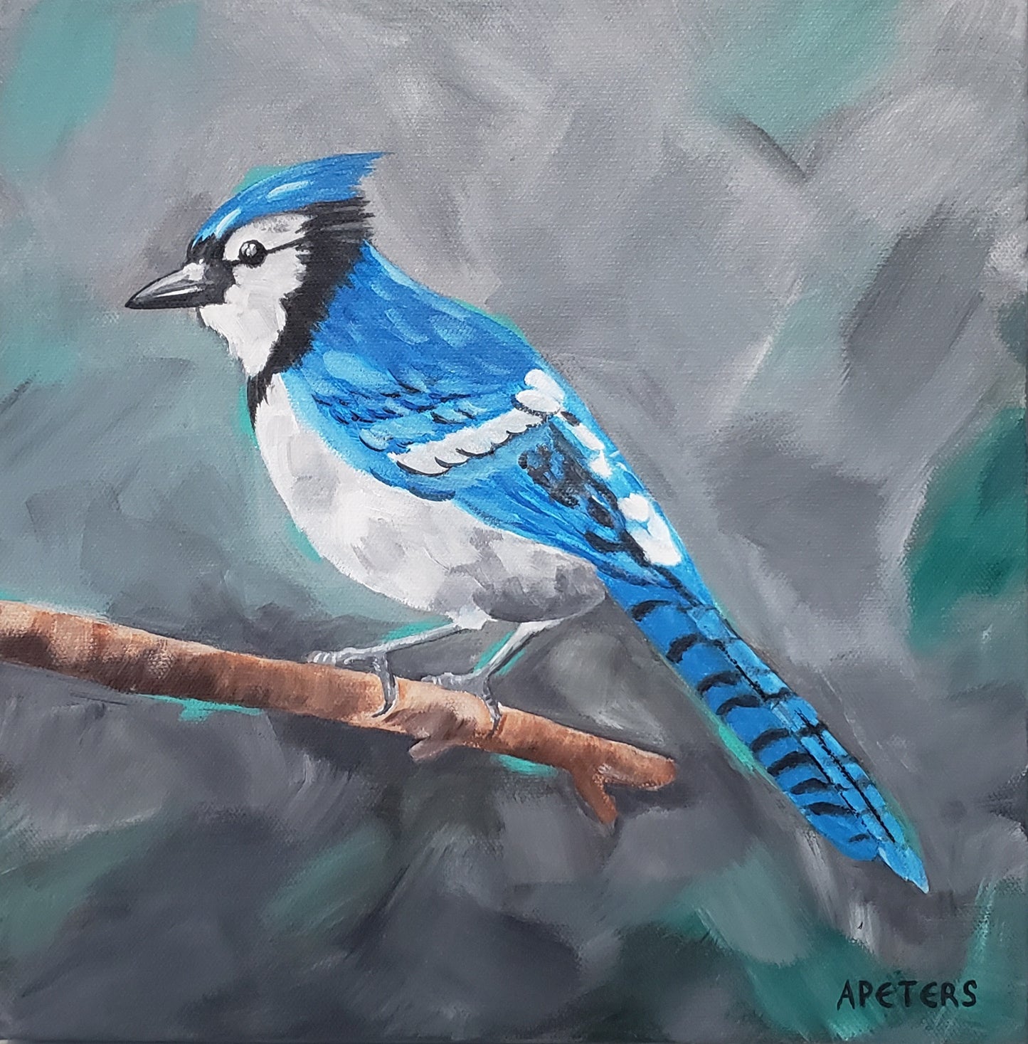 "Portrait of a Bluejay"